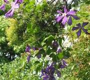 Clematis