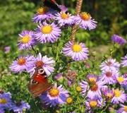 Herbstastern mit Schmetterlingen