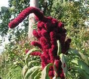 Amaranth