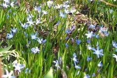 Scilla (Blaustern)