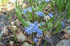 Scilla (Blaustern)