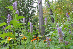 Agastache und Tagetes