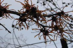 Hamamelis (Zaubernuss)