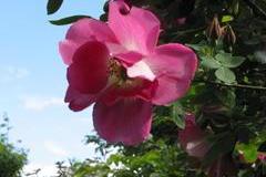 Frühlingszauber (Rosa pimpinellifolia, 1942)