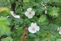 Stacheldrahtrose (Rosa omeiensis f. pteracantha, 1900)