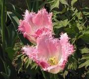 Tulpen