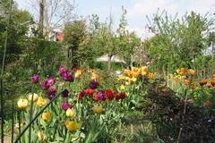 Tulpen im Bauerngarten