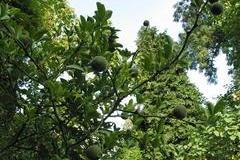 Poncirrus trifoliata (winterharte Zitrone)