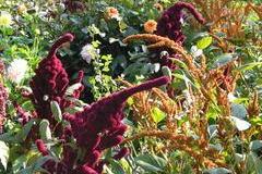 Amaranth