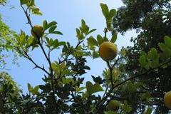 Poncirrus trifoliata (winterharte Zitrone)